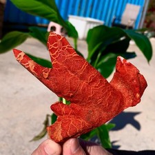 82G Corallo morbido rosso