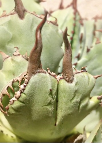 Agave cubic kelly griffin - by,