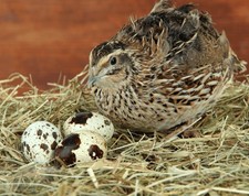 🥚 18 Uova di Quaglia JUMBO