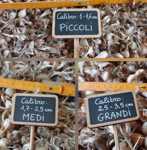 Bulbi zafferano sardegna in - zafferano,