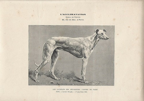 Stampa antica cane levriero - antica,