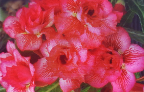 Rosa adenium obesum tripla - adenium, "tripla