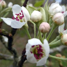 Pyrus betulifolia | pera foglia di betulla | pera a foglie di betulla - pera foglia di betulla | betulla -