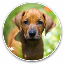 2 x Vinyl Stickers 20cm -