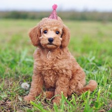  10 Pcs  TACCAGGIO COLLEZIONE DEL CONSIGLIATO Cappelli Da Festa Tema Gatti