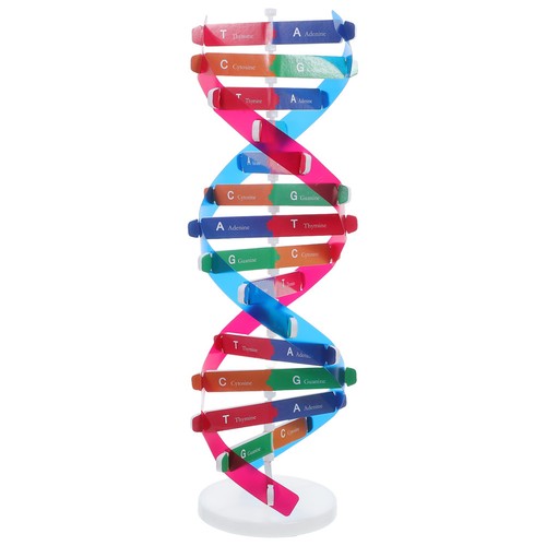 Modelli dna componenti - di,