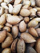 Mandorle dolci In Guscio di