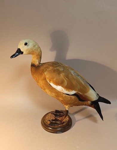 Taxidermy cabinet de - taxidermy,,