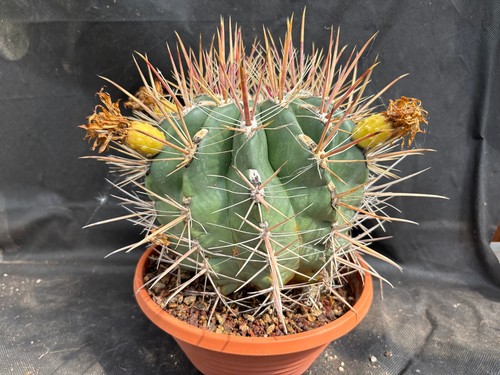 Ferocactus rectispinus - rectispinus,