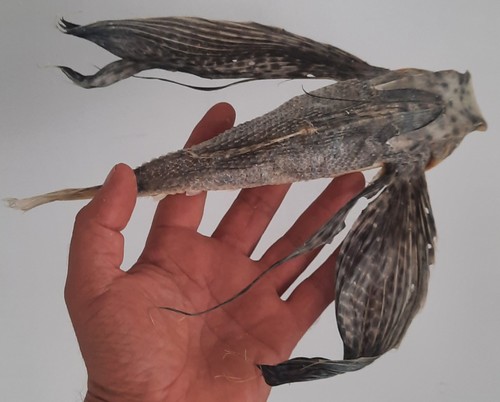 Curiosité taxidermie - taxidermie,