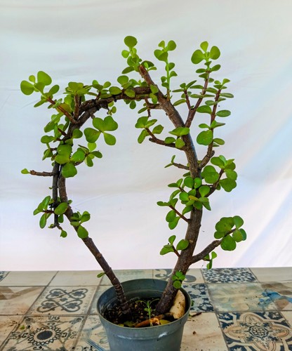 Portulacaria afra offerta - portulacaria,