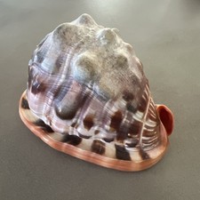 Cypraecassis rufa red - cypraecassis,