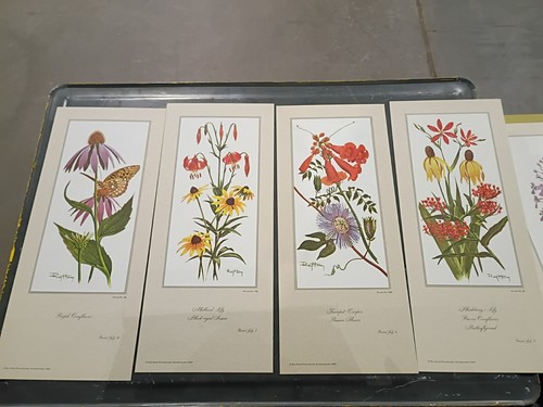 Ray harm wildflowers - set, 6