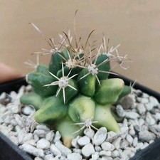 Ferobergia Hybrid Nishiki