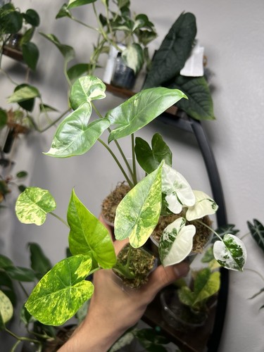 Alocasia bundle - bundle,