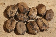 BALSAM PEAR / BITTER MELON -