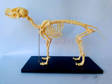 Anatomia veterinaria cane osso