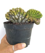 Cereus sp. FULL CRESTED own roots old plant 309