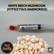 Fungo del Faggio Bianco