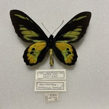 Entomologia * ornitotteri