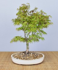 Bonsai da Esterno, Acero Rosso