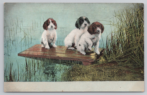 Cartolina inglese springer - cartolina,
