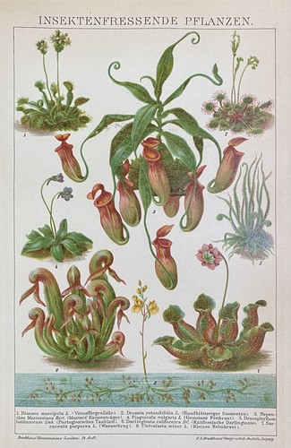 Grafica antica flora piante - antica, flora: