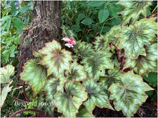 Begonia josephii - 1 plant