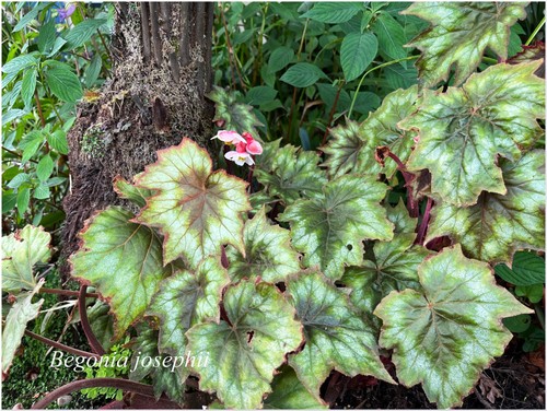 Begonia josephii bégonia - begonia,