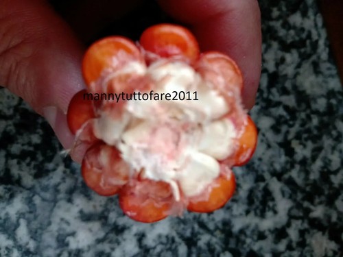 200 semi seeds mais ottofile - seeds,