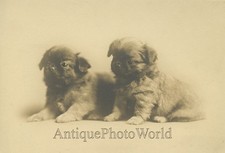 Carino Pechinese Cuccioli