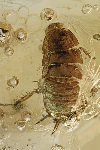 Cockraach blattodea inclusione - cockraach,
