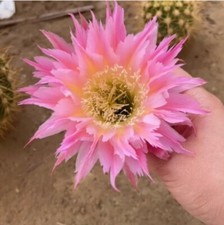 Pianta succulenta cactus 5 - di,