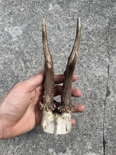 Corna Di Capriolo Con Teschio