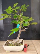 bonsai di fico  h 50 cm visita