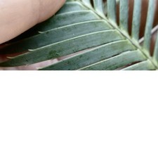 Dioon merolae -  - no encephalartos hirsutus