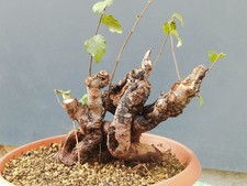 Pre-Bonsai Di Ulmus Minore Varietà Suberosa 30x21 Tronco Unico Yamadori Unica 🤩