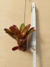 Neoregelia fuego ancho - neoregelia, fuego-ancho