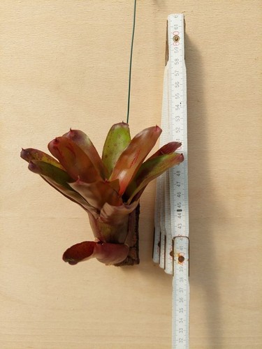 Neoregelia fuego ancho - neoregelia, fuego-ancho