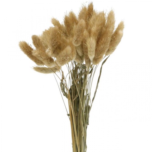 Lagurus fiori secchi - lagurus,