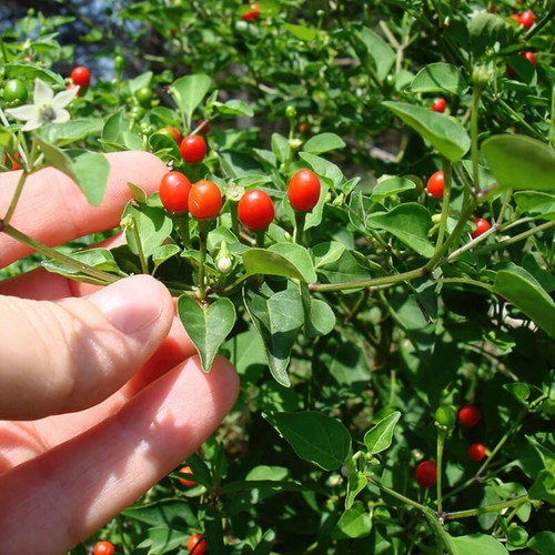 Petin peperoncino - petin,