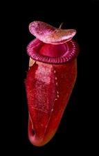 Nepenthes Jaquelinae X Villosa
