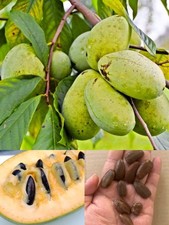 10 Pawpaw Seeds for Planting