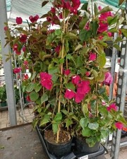 Bougainvillea Californiana Rosa Vaso 17