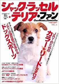 Jack russell terrier - jack,