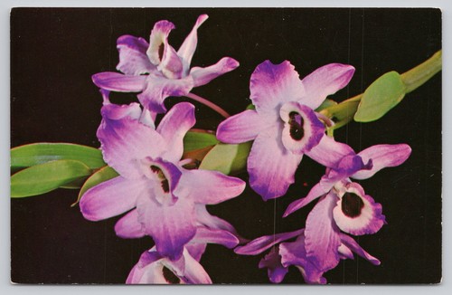 Cartolina dendrobium nobile - cartolina,