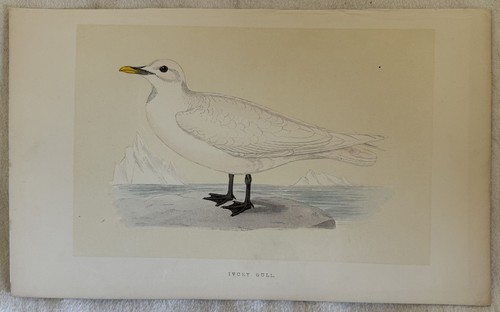Morris ivory gull pagophila - ivory,