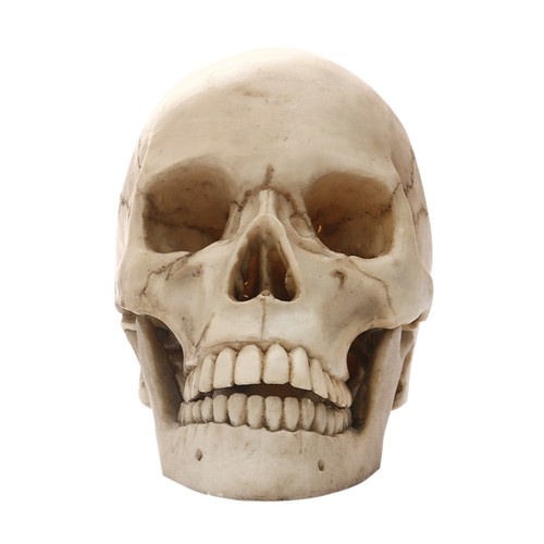 Lifesize 1 realistico - 1,