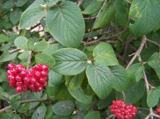 Palla di neve lana - Wayfaring Tree - Viburnum lantana - 200+ semi E 031