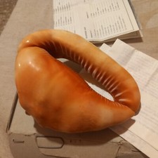 Conchiglia Souvenir  Grande